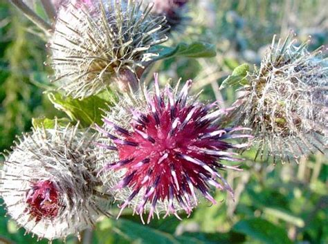 Photo Gallery Arctium Tomentosum 1 About