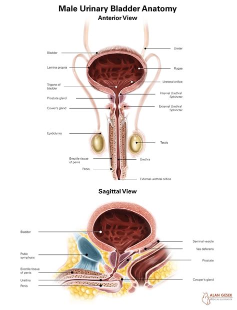 Male Urinary Bladder Anatomy Illustration By Alan Gesek Medical Illustration And Animation