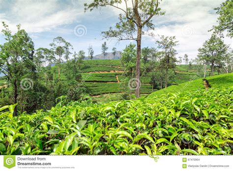 Fields of Ceylon Tea in Sri Lanka Stock Photo - Image of china, industry: 67470964