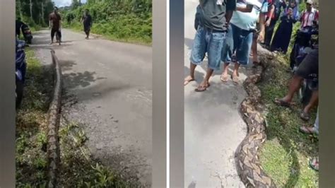 Geger Penangkapan Ular Piton Raksasa Sepanjang Meter Di Buton