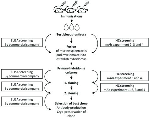 The steps of hybridoma production and different target points for ...