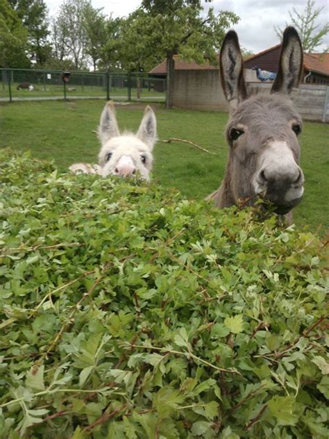 Celebrating christmas on a miniature donkey farm – Artofit