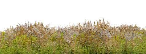 Dry Grass Isolated On White Background Stock Illustration Illustration Of Straw Grass 164514891