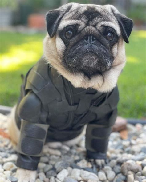 Atreides Battle Pug 2021 Confirmed Rdune