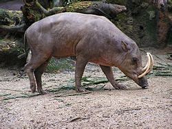 Babirusa Facts for Kids