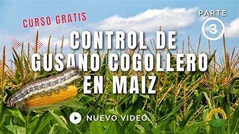 Curso Taller Control De Gusano Cogollero En Maiz Parte 3 YouTube