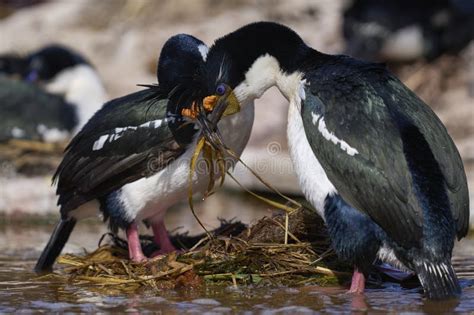 Colonia De Reproducci N De Shag Imperial En Las Islas Falkland Imagen