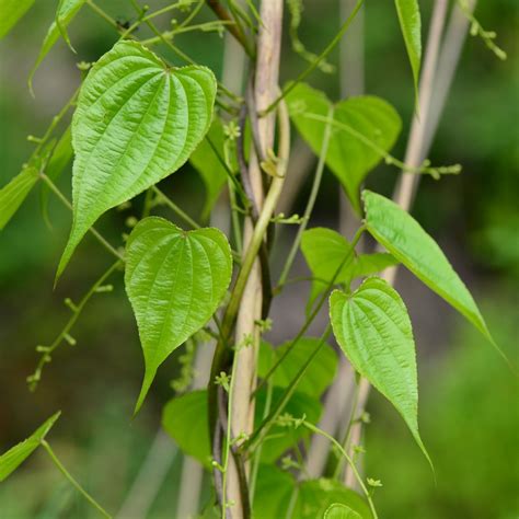 Dioscorea Picturethis