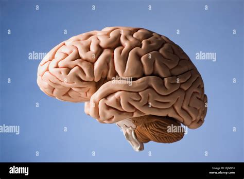 Human Brain Hi Res Stock Photography And Images Alamy