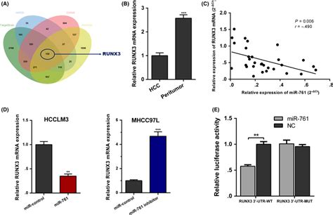 Runx3 Is The Downstream Target Of Mir‐761 In Hepatocellular Carcinoma Download Scientific