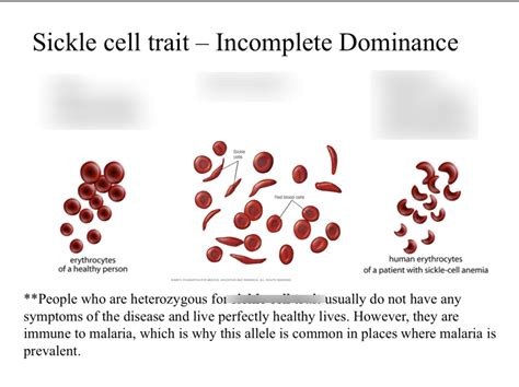 BSC 2086 Sickle Cell Diagram Quizlet