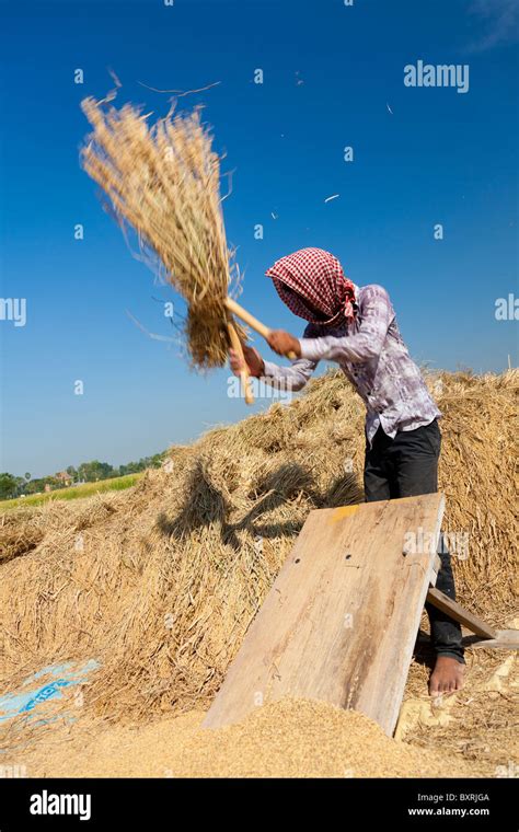 Cambodian Male Farmer Threshing Rice With A Flail Takeo Province