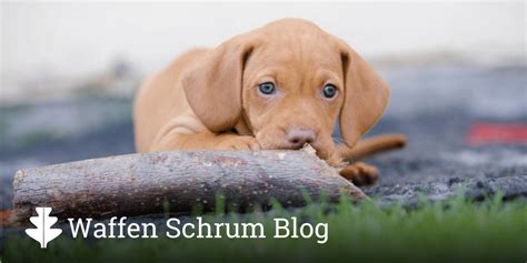 Wenn Ein Jagdhundewelpe Zu Hause Eingezogen Ist Was Dann Waffen