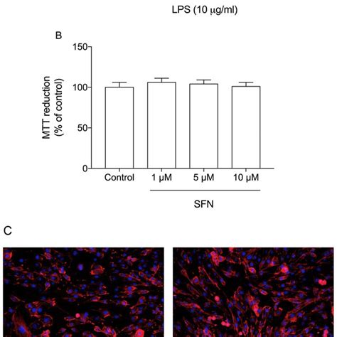 Effects Of LPS And Sulforaphane On Cellular Viability And Morphology