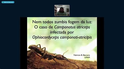 Entomologia Em Foco Palestra 3 Zumbificação De Formigas Por Fungos