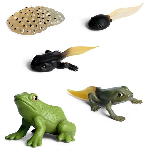 Rainao Life Cycle Of A Frog Frog Life Cycle Figures | Desertcart Kenya