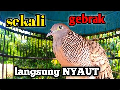 Perkutut Lokal Gacor Suara Khusus Pikat Dan Pancingan YouTube