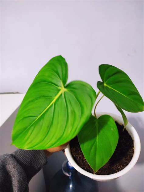 Philodendron Pastazanum Aroid Nursery