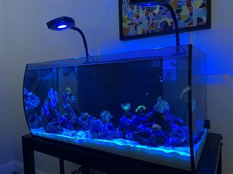 Build Thread Beginner S First Aquarium Fluval Flex Reef Reef