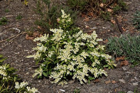 Cavatine Dwarf Andromeda Pieris Japonica Cavatine At Rutgers