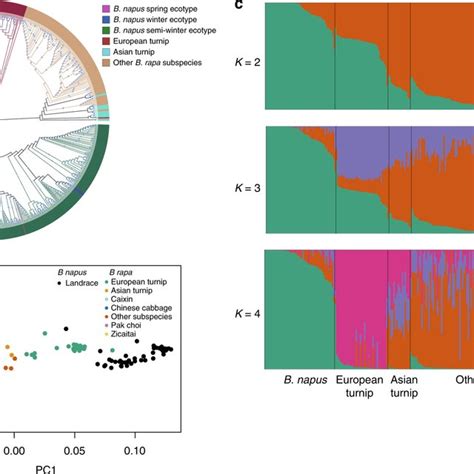 Geographic Distribution And Population Structure Of B Napus