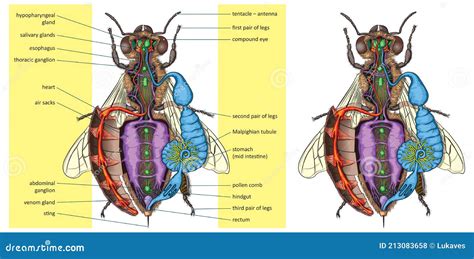 Insect-anatomy stock vector. Illustration of sting, animals - 213083658