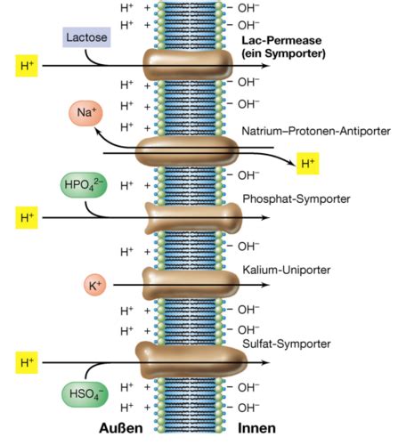 Mikrobiologie Zusammenfassung Karteikarten Quizlet