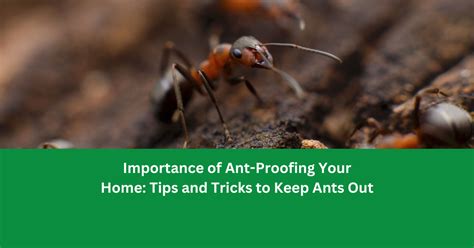 Get Rid Of Ants In The Best Possible Way