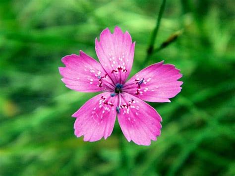 Descobrir Imagem Flor Pequena Rosa Nome Br Thptnganamst Edu Vn