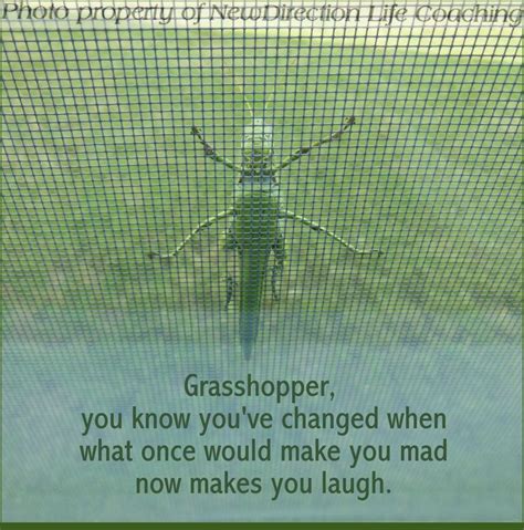 Grasshopper Wisdom Encouragement Quotes Feel Good Pictures