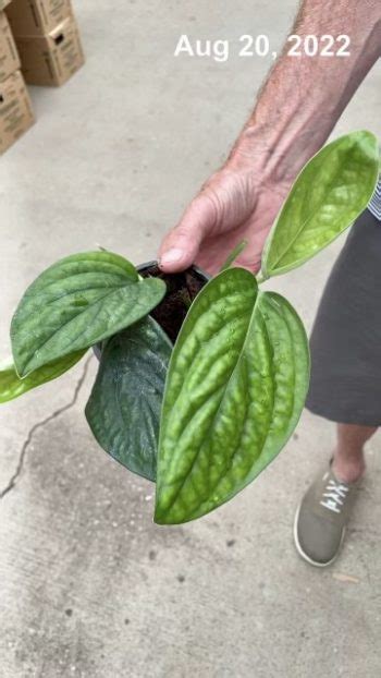 4 Philo Peru Tri State Foliage In House Availability