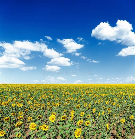 Agriculture Field With Sunflowers And Deep Blue Sky With Clouds Stock