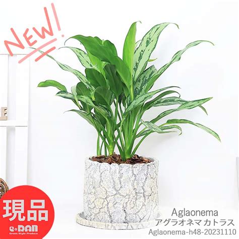 Aglaonema