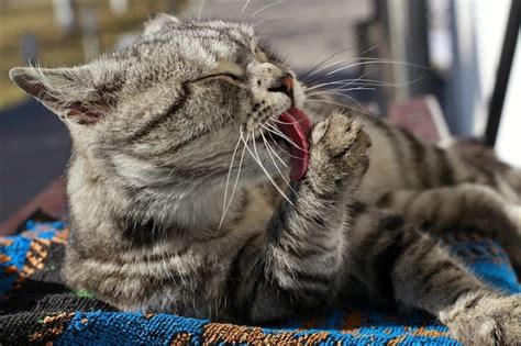 Kociak Rasy Maine Coon Zdjęcia darmowe pobieranie na Freepik