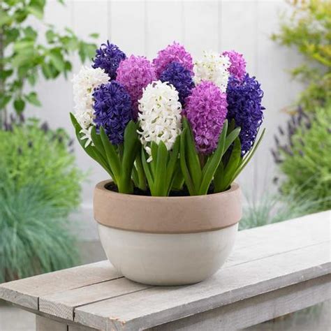 How To Force Hyacinth Bulbs Artofit