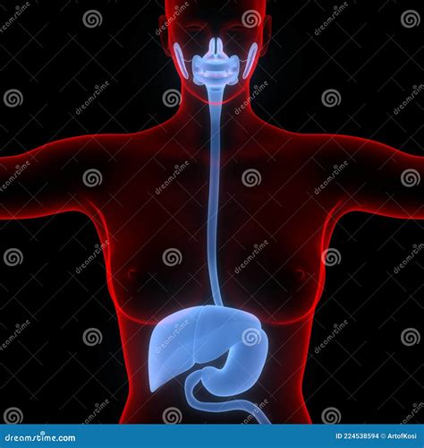 Maag En Darmstelsel Anatomie 3d Stock Illustratie Illustration Of