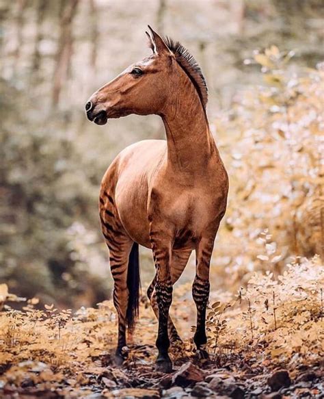 A ‘zorse Is A Hybrid Between A Zebra Father And A Horse Mother