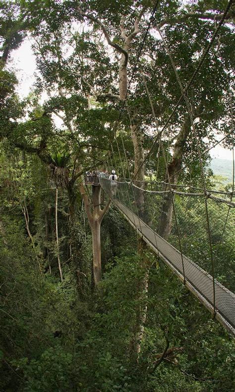 Poring Hot Spring Canopy Walkway The Official Sabah Parks Website