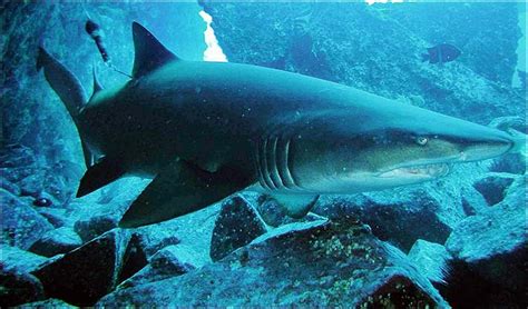 Nurse Shark | Animal Wildlife