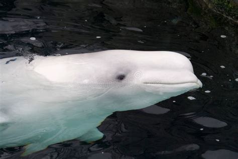 Beluga The Head Of A Beluga Whale Delphinapterus Leucas From The