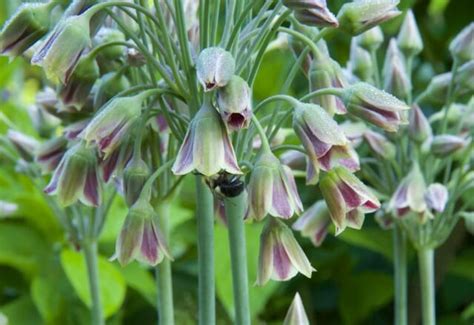 Nectaroscordum The Curious Bulb That Ties A Bed Together A Way To Garden