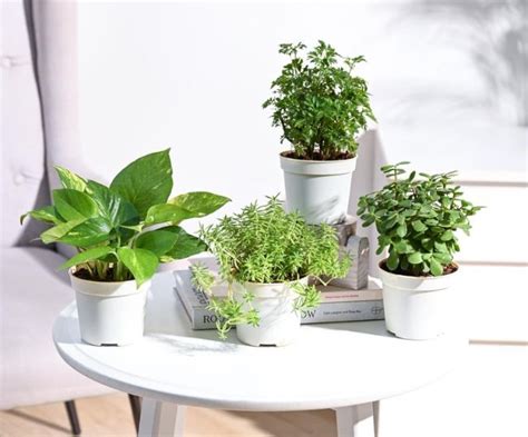 Indoor Plants For Living Room Give Your Home A Natural Look That