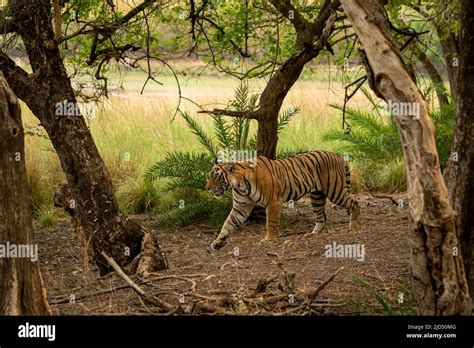 Wild Bengal Female Tiger Side Profile Strolling In Natural Scenic Green