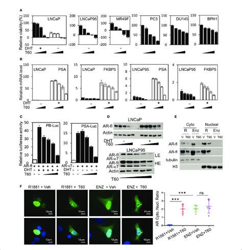 T60 Inhibits Ar Signaling And Pca Cell Growth A Pca And Bph1 Cell