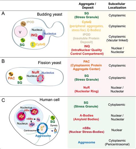 Cytoprotective Aggregation Centers Under Hs Schematic Representation