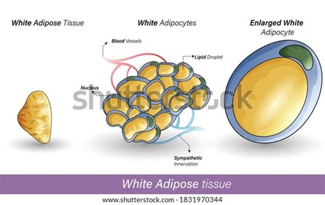 Adipose Tissue Diagram