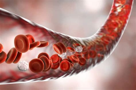 Medical Pictures Info – Blood Vessel