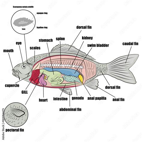 Internal And External Parts Of The Fish Otolith Sample And