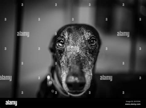 Big Dog Eyes Black And White Stock Photos And Images Alamy