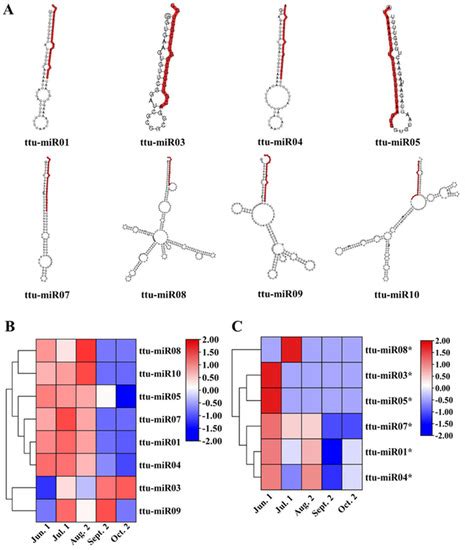 Forests Free Full Text Genome Wide Identification Of MiRNAs And Its